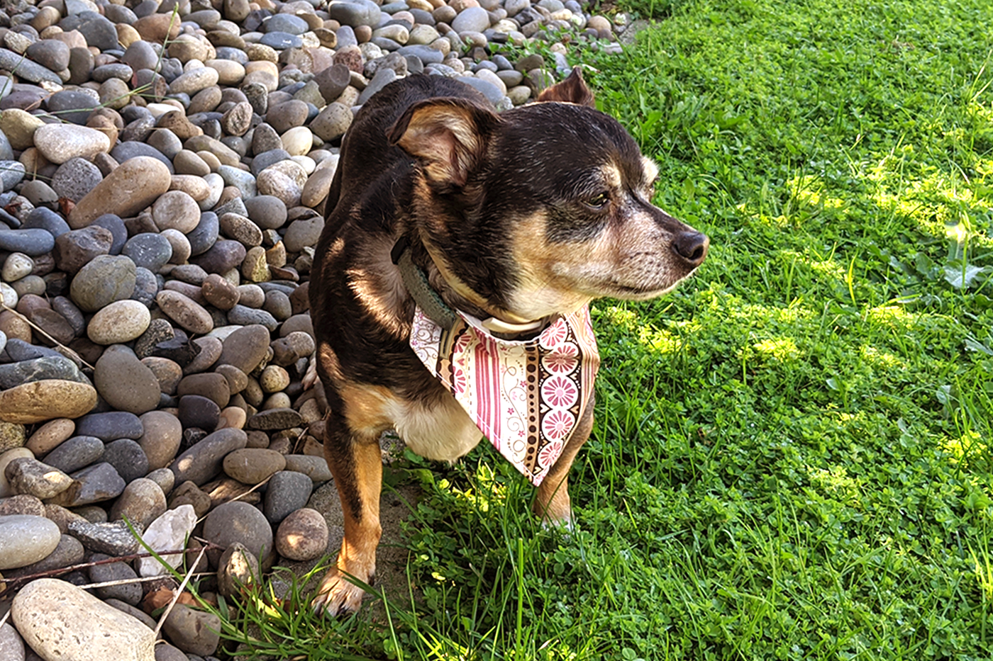dog bandana in the hoop pattern modeled on a black and tan chihuahua