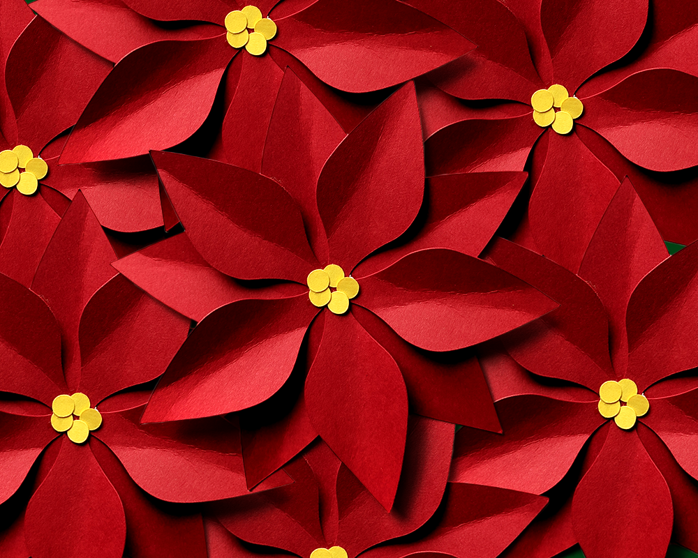 Several paper poinsettias with yellow centers arranged together. The petals have been curled to make the flowers 3D.